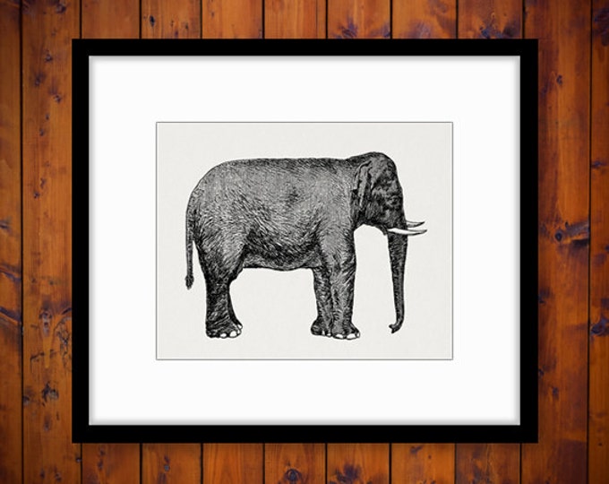 Digital Graphic Elephant Image Download Illustration Printable Artwork Vintage Clip Art Jpg Png Eps HQ 300dpi No.2680