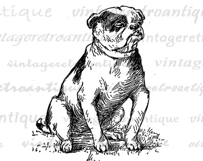 Digital Printable Bulldog Graphic Dog Image Download Vintage Clip Art Jpg Png Eps HQ 300dpi No.263