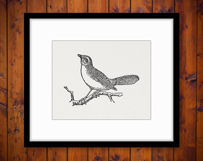 Printable Image Mockingbird Bird Download Digital Graphic Antique Clip Art Jpg Png Eps HQ 300dpi No.3135