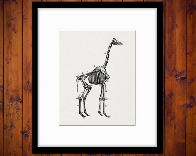 Giraffe Skeleton Image Printable Graphic Digital Download Illustration Vintage Clip Art Jpg Png Eps HQ 300dpi No.2271