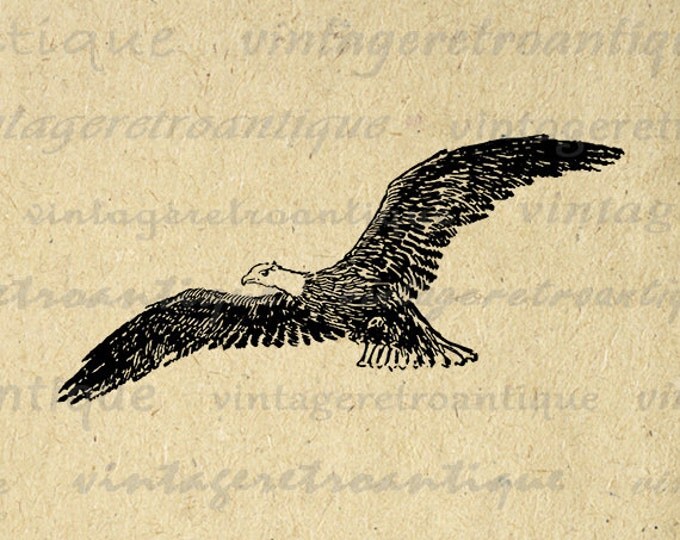 Digital Image Flying Eagle Download Printable Graphic Artwork Antique Clip Art Jpg Png Eps HQ 300dpi No.2165