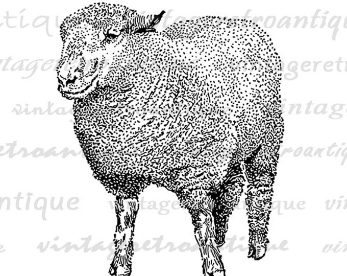 Printable Southdown Ram Sheep Graphic Digital Illustration Image Download Vintage Clip Art Jpg Png Eps HQ 300dpi No.3250