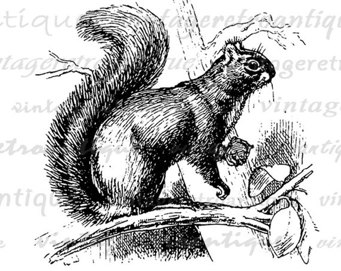 Squirrel with Nut Graphic Printable Digital Antique Illustration Image Download Vintage Clip Art Jpg Png Eps HQ 300dpi No.630