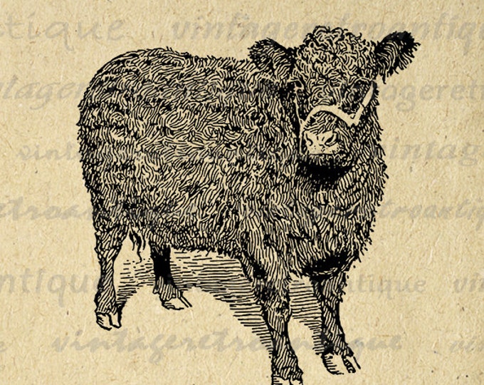 Printable Galloway Cow Image Digital Illustration Graphic Download Vintage Clip Art Jpg Png Eps HQ 300dpi No.3079