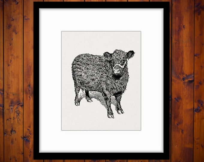 Printable Galloway Cow Image Digital Illustration Graphic Download Vintage Clip Art Jpg Png Eps HQ 300dpi No.3079