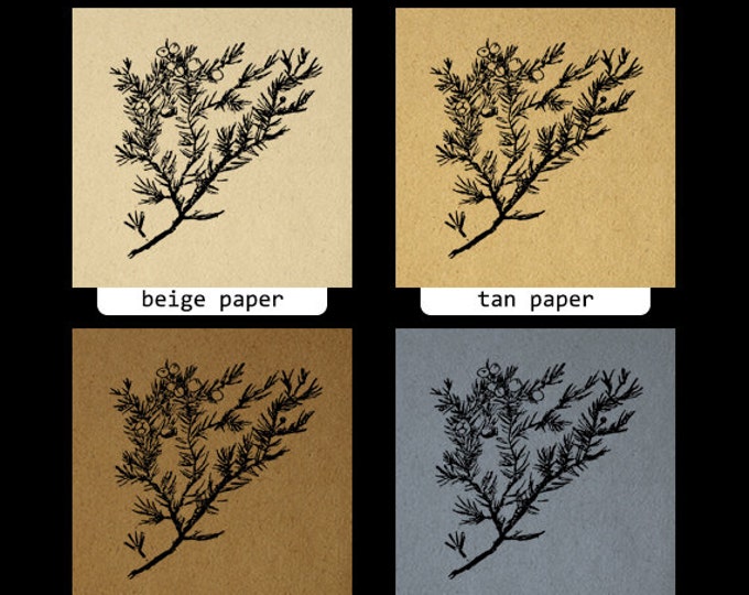 Digital Printable Juniper Branch Graphic Tree Image Plant Download Vintage Clip Art Jpg Png Eps HQ 300dpi No.894