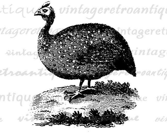 Digital Guinea Hen Antique Artwork Graphic Image Bird Download Printable Vintage Clip Art for Transfers etc HQ 300dpi No.938