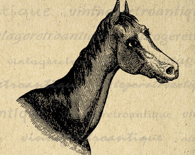 Digital Printable Horse Head Graphic Download Illustration Image Antique Clip Art Jpg Png Eps HQ 300dpi No.2305