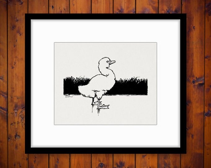 Digital Image Little Duckling Printable Bird Graphic Illustration Download Vintage Clip Art Jpg Png Eps HQ 300dpi No.3854