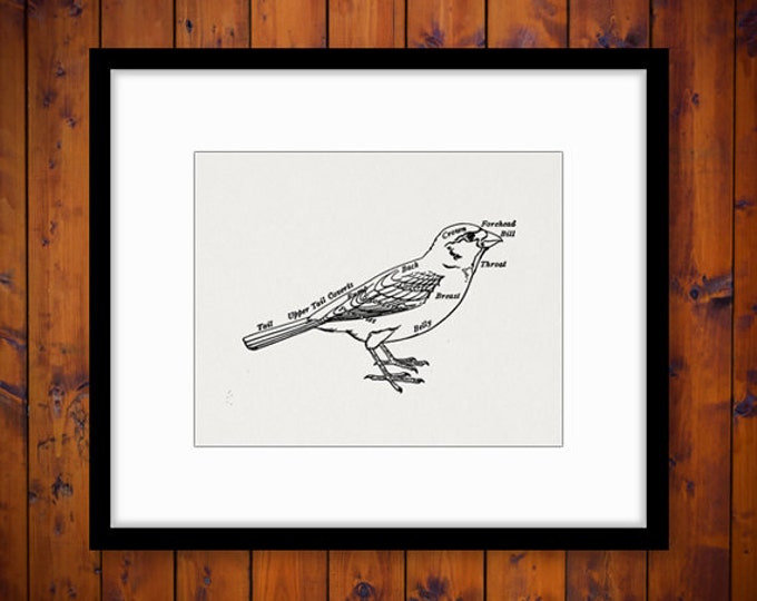 Printable Graphic Bird Diagram Image Digital Download Vintage Clip Art Jpg Png Eps HQ 300dpi No.1006