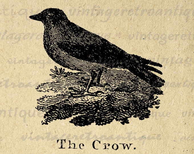 Antique Crow Illustration Graphic Printable Image Bird Artwork Digital Download Vintage Clip Art for Transfers HQ 300dpi No.929