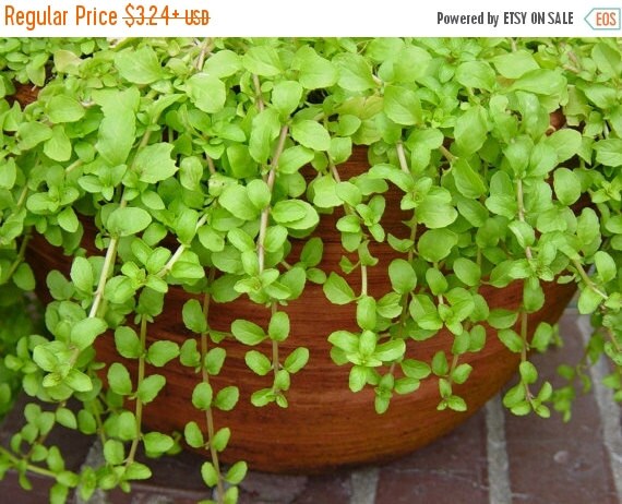 Pennyroyal seeds-Pennyroyal MintMentha pulegium by ...