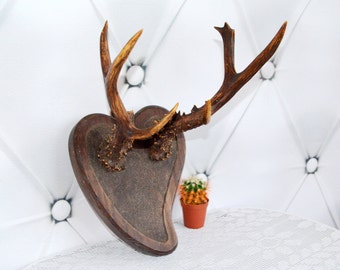 Deer horn plaque Etsy