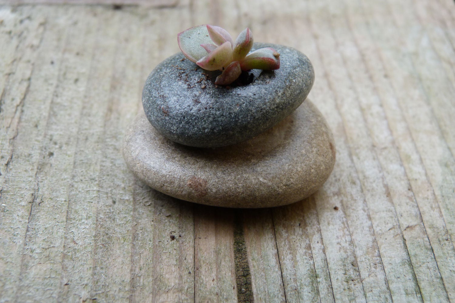 Set of 2 Succulent Beach Pebble Planters from PoppyHeads on Etsy Studio