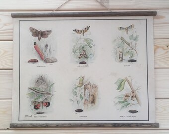 Vintage Educational Poster (option 6)