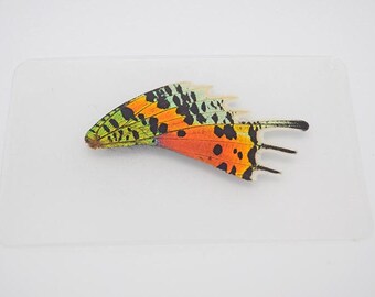 Moth Wing Urania ripheus: Rear Wing Butterfly