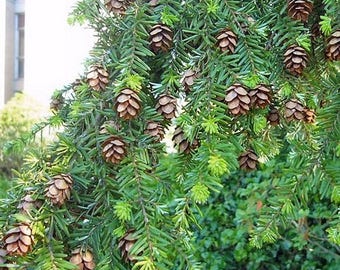 Western Hemlock Tree Seeds ( Tsuga heterophylla) 25+Seeds