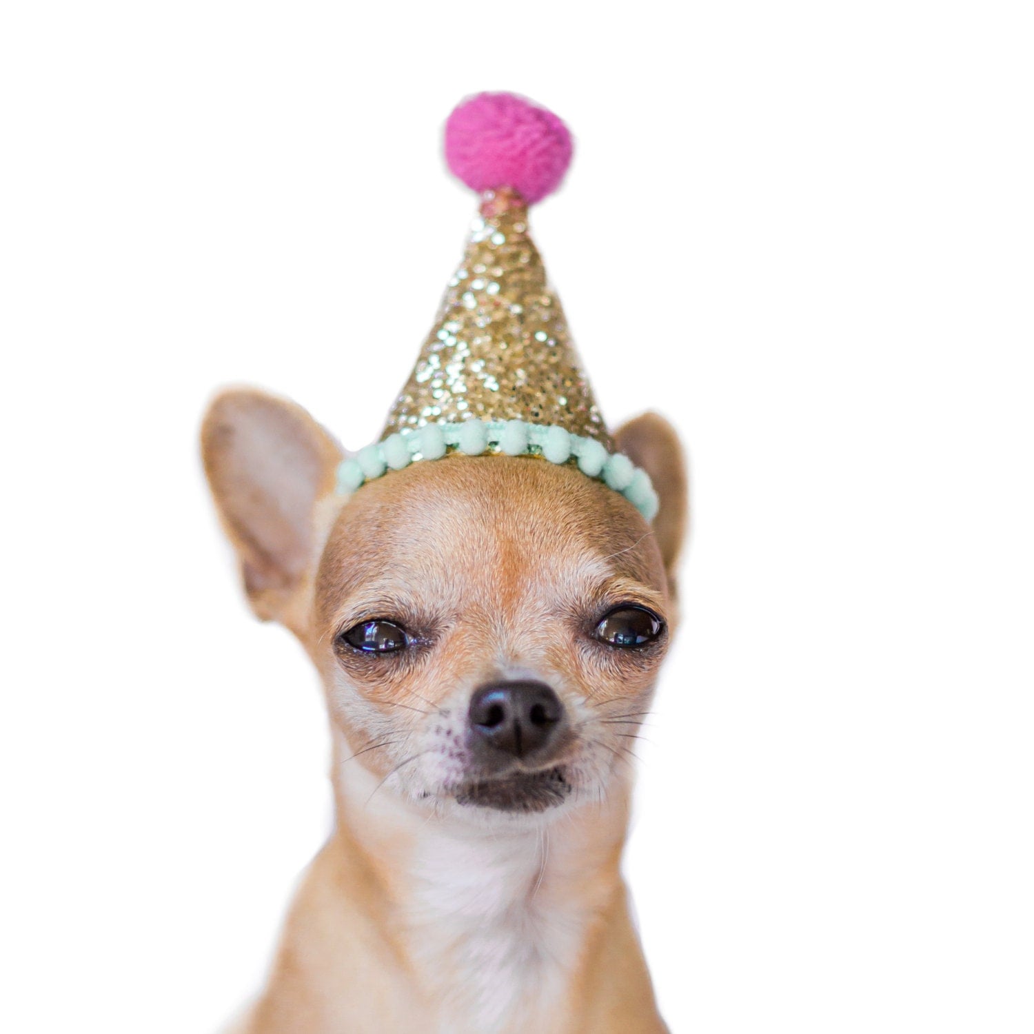 dog-birthday-dog-party-hat-dog-costume-dog-birthday