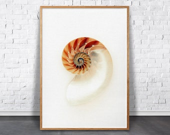 Nautilus shell art | Etsy