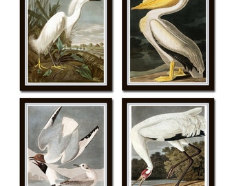 Vintage Audubon Sea Birds Print Set No 5 Giclee Bird Prints Vintage Audubon Sea Birds Print Set No 5 Giclee Bird Prints