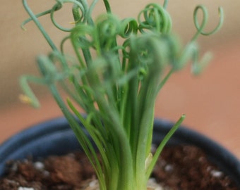 Succulent Plant | Albuca Spiralis 'Frizzle Sizzle'
