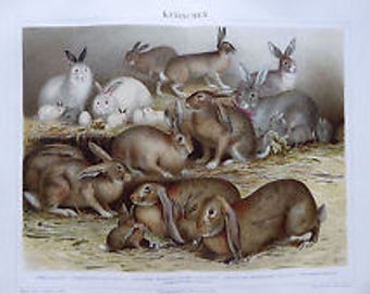 Chromolithography Rabbits