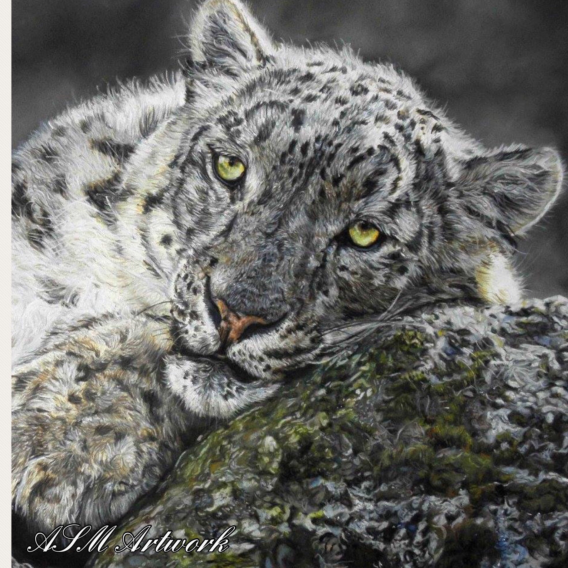 Snow Leopard Cub original pencil drawing by Amanda