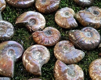 30% off ammonite fossil, polished fossil ammonite, polished ammonite fossil, ammonite with rainbow, rainbow fossil ammonite polished ammol