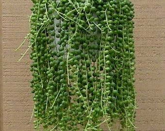 String Of Pearls (set of 5 cuttings) Succulent Cactus Senecio, easy to root