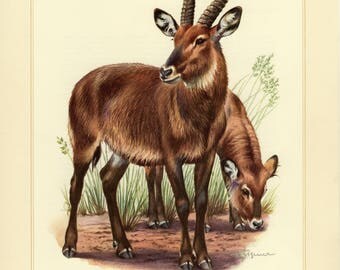 Vintage lithograph of the waterbuck from 1956