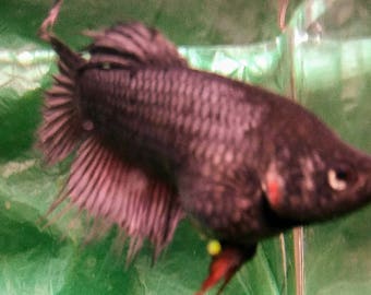 fish Female Crowntail Betta Gun Metal Gray 6 months Gorgeous