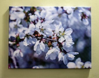 White Cherry Blossom Canvas
