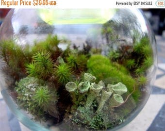 Save25% Terrarium kit-DIY Large Moss & lichen kit-FEATURED in 2015 Blog cabin in the 50 states of Etsy-Build your own-FREE Moss Care Book