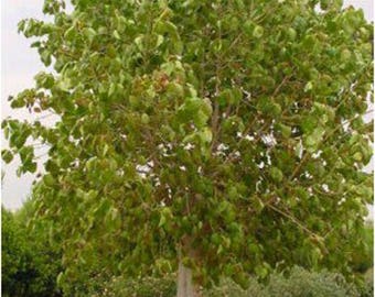 100 Sacred Fig Tree Seeds, Ficus religiosa