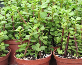 Succulent Plant-Elephant Bush