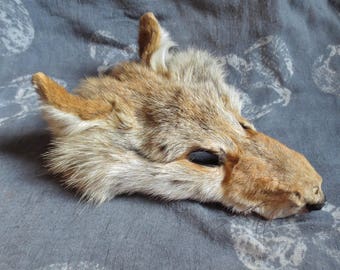 Coyote Taxidermy Fur Scrap, Coyote Pelt, Soft Tanned Face, Weird, Hunting, Oddity, Chupacabra Crafts