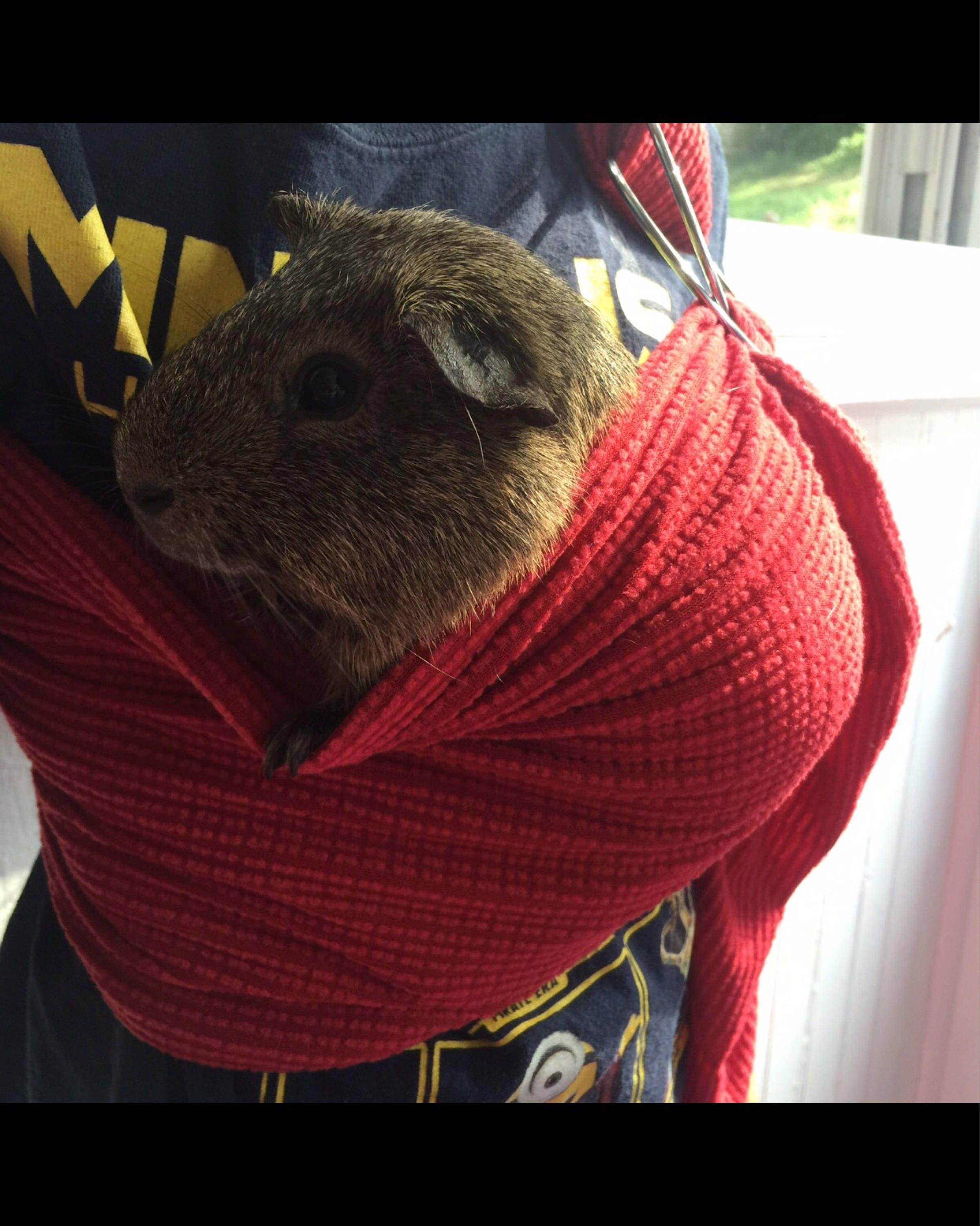Adjustable Guinea Pig Sling handmade small Pet Carrier