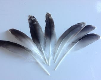 Seagull feather | Etsy