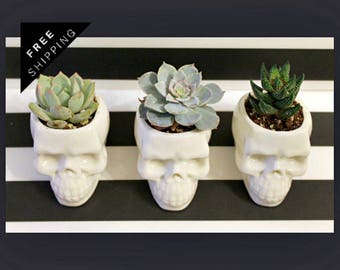 Human Skull Decor, planter desk mini, mini planter pots, small planter gift, planter desk modern, office desk planter, Skull planter