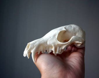 Real fox skull, Red fox skull, Real animal skull, Real skull