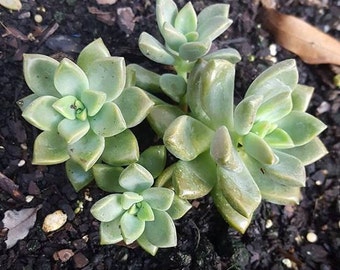 Green Traditional Simple Succulent Cuttings
