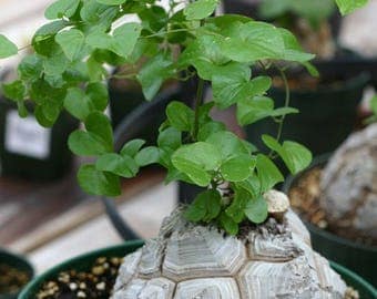 Dioscorea elephantipes / 5 seeds (Elephant's foot, Turtle back plant)