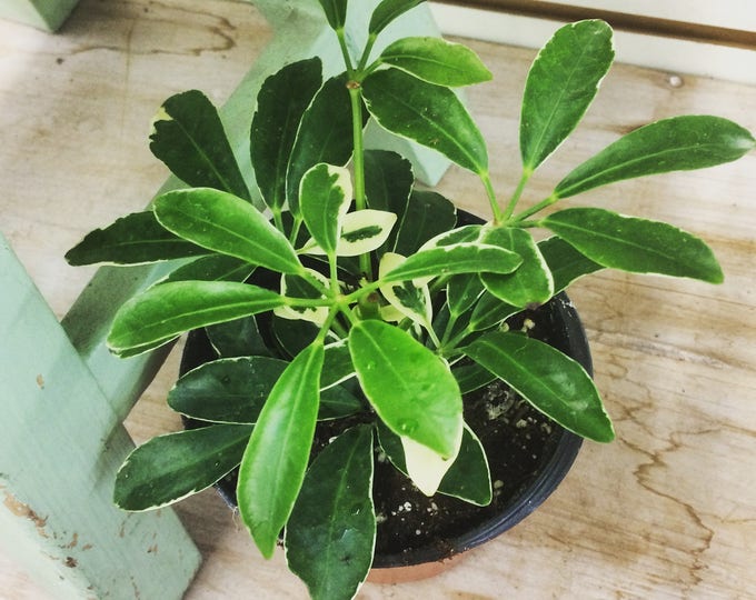 Schefflera arboricola 'Variegata' Plant 4