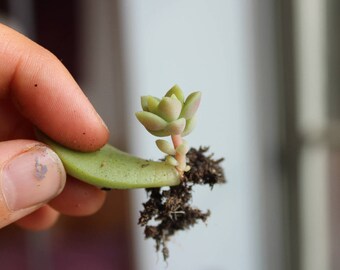 Assorted Rooted Succulent Leaves