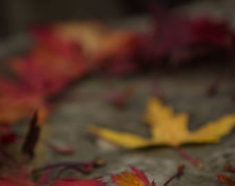 Greeting Card | Fall Leaves | Falling in love | Autumn | Note card