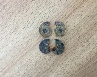 where are ammonite fossils found where are ammonite fossils found