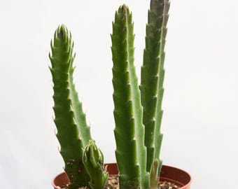 Stapelia, Rare Succulent Plant, Starfish Cactus Plant, Carrion Plant, Stapelia Grandiflora, Starfish Flower, Haworthia, Exotic House Plant