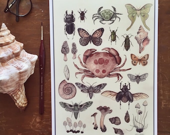 Natural History Specimens A4 Giclee Print