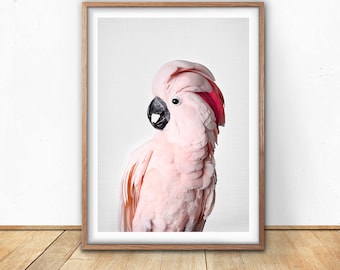 Pink Cockatoo Print, Cockatoo Bird, Digital Download, Gallah Wall Art, Exotic Bird Photo, Tropical Print, Pink Wall Art, Jungle Themed Decor