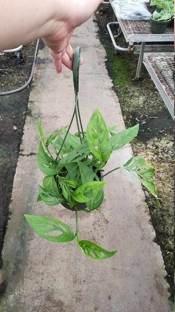 HARD TO FIND Philodendron Swiss Cheese Hanging Plant 6